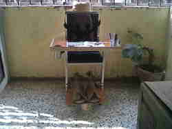 CP Chair Manufacturer Supplier Wholesale Exporter Importer Buyer Trader Retailer in Surat Gujarat India